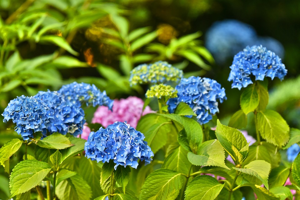 L'ortensia, una macchia di colore che anche in montagna, abbellisce giardini e balconi